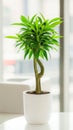 Lush green potted plant with twisted stem in a white ceramic pot against a bright window Royalty Free Stock Photo