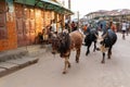 Daily scene of Madagascar. Cattle being herded through the streets of the town Miandrivazo.
