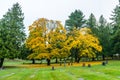 Scene of maple three when autumn in graveyard Royalty Free Stock Photo