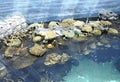 Corals in water aquarium interior in Lisbon Oceanarium