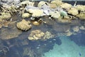 Corals in water aquarium interior in Lisbon Oceanarium