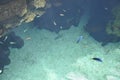Fishes diving in water aquarium interior in Lisbon Oceanarium