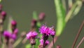 A scene of the microcosm featuring bees, flowers and caterpillars