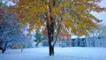 Beautiful autumn tree get a snow shower. Royalty Free Stock Photo