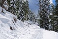 The Mt Washburn trail in Yellowstone National Park