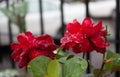 Beautiful amazing and diferent red rose with drop pf waters at colonia tovar`s town Venezuela Royalty Free Stock Photo