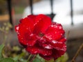 Beautiful amazing and diferent red rose wth drops waters at Colonia tovar;s town of Venezuela Royalty Free Stock Photo