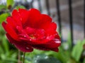 Beautiful amazing and diferent red rose wth drops waters at Colonia tovar;s town of Venezuela Royalty Free Stock Photo