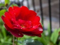 Beautiful amazing and diferent red rose with drop pf waters at colonia tovar`s town Venezuela Royalty Free Stock Photo