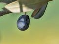 Natural olive tree on the tree on a sunny day Royalty Free Stock Photo