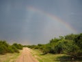 Scene of natural sand road through green savanna plain with soft beautiful rainbow on blue sky background after raining, Chobe