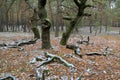 old oak trees in autumn forest