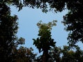 The scene with one of the four trees in the sky