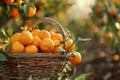 scene of orange farm and leaves. orange in the basket Royalty Free Stock Photo