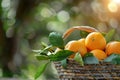 scene of orange farm and leaves. orange in the basket Royalty Free Stock Photo