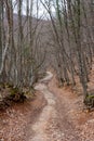 Pathway in autumn forest Royalty Free Stock Photo