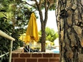 Scene with pine trees and beach umbrella near the pool Royalty Free Stock Photo