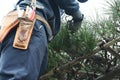 Scene of pruning black pine.