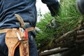 Scene of pruning black pine. Royalty Free Stock Photo