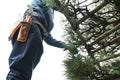 Scene of pruning black pine. Royalty Free Stock Photo