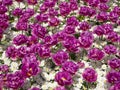 Purple Tulips and White Daisies