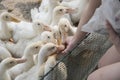 Flock of yellow white young ducks at the farm.