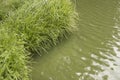 Scene of reeds or marsh herb grown on the lake shore. Spring or summer river landscape Royalty Free Stock Photo