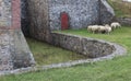 Sheep grazing beside a wall and moat of the Fortress of Louisbourg in Cape Breton Nova Scotia