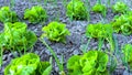 A scene of rows of green vegetable lettuces Royalty Free Stock Photo