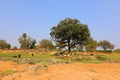 Scene rural town, woman and cattles herd,