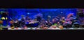Scene in Saltwater coral reef aquarium Royalty Free Stock Photo