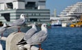 Scene of the seabird taking a rest at the waterfront of the port