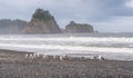 Scene of seagull on the beach with rock stack island on the background in the morning in Realto beach,Washington,USA.. Royalty Free Stock Photo