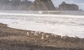 Scene of seagull on the beach with rock stack island on the background in the morning in Realto beach,Washington,USA.. Royalty Free Stock Photo