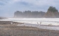 Scene of seagull on the beach with rock stack island on the background in the morning in Realto beach,Washington,USA.. Royalty Free Stock Photo