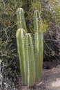 Scene of of Senita Cactus, Pachycereus schottii