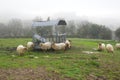scene of sheep in meadow eating fresh grass with water trough in field Royalty Free Stock Photo