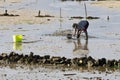 scene of a shellfish gatherer harvesting clams on the beach of Carril at low tide