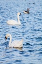 Floating Swans, High Colour Contrast