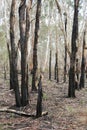 Burnt Australian bushland