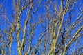 Old bare branched trees with a blue sky behind