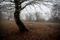 Scene of a single swing hanging from tree branch in autumn forest. Azerbaijan nature Royalty Free Stock Photo