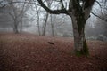 Scene of a single swing hanging from tree branch in autumn forest. Azerbaijan nature Royalty Free Stock Photo