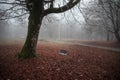 Scene of a single swing hanging from tree branch in autumn forest. Azerbaijan nature Royalty Free Stock Photo