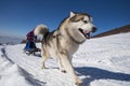 Sled dog scne Royalty Free Stock Photo