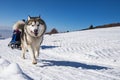 Sled dog scne Royalty Free Stock Photo