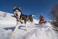 Sled dog scne Royalty Free Stock Photo