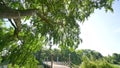 Scene of summer Park Rozenburg of Rotterdam, wooden bridge under a tree