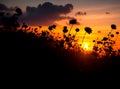 Scene of the sun setting through the small flowering trees in a forest at a beautiful sunset