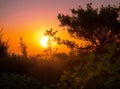 Scene of the sun setting through the small trees in a forest at a beautiful sunset